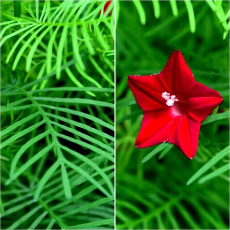 Semillas de Yedra Roja. Ipomoea Quamoclit RED Feather. 10 Gramos
