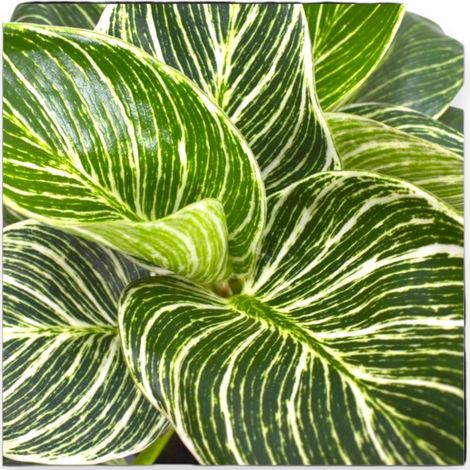 Gardenaria Philodendron 'Birkin' Zebra - Pianta da interno ornamentale - Altezza: 35 cm (vaso 14) (1/5)