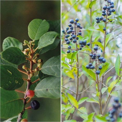 Pack de 4 Plantas de Arraclan. Rhamnus Frangula