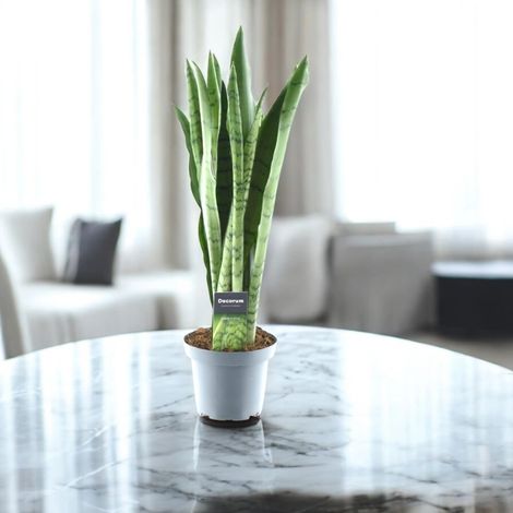 Gardenaria Sansevieria trifasciata 'Spearmint' - Pianta da interno ornamentale - Altezza: 55 cm (vaso 14) (1/5)