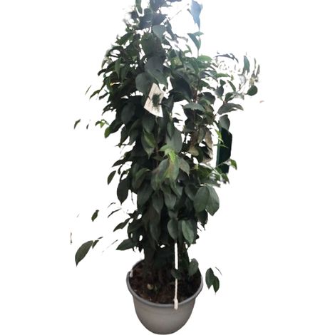 Ficus danielle