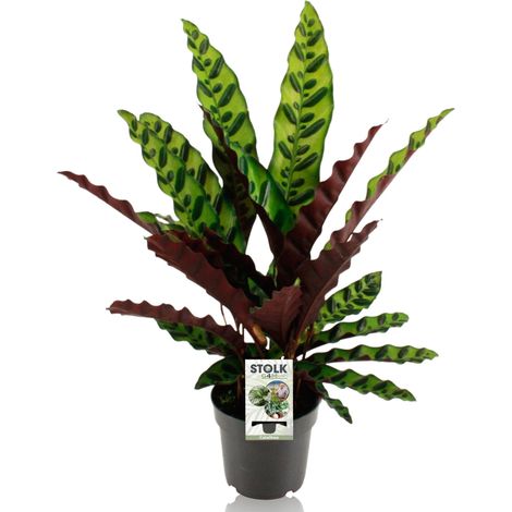 Plante d'intérieur Calathea Lancifolia Insignis - Plante Paon - Pot Ø14 cm - Hauteur 45 cm - PANGIVO
