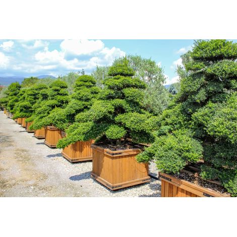 Gardenaria Agrifoglio - Ilex crenata 'Kinme' - Arbusto ornamentale da giardino - Altezza: 30/35 cm (vaso19) (1/5)