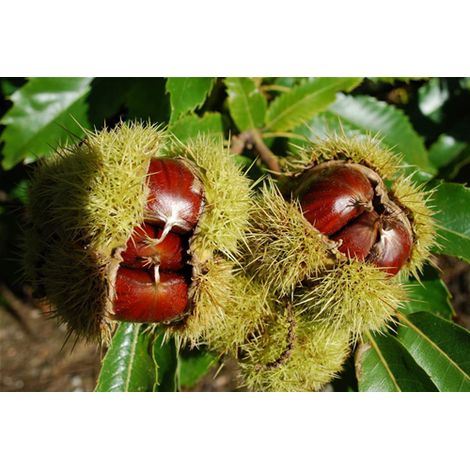 Castagno comune "Castanea sativa" piante di 2/3 anni in vaso 24 cm (1/4)