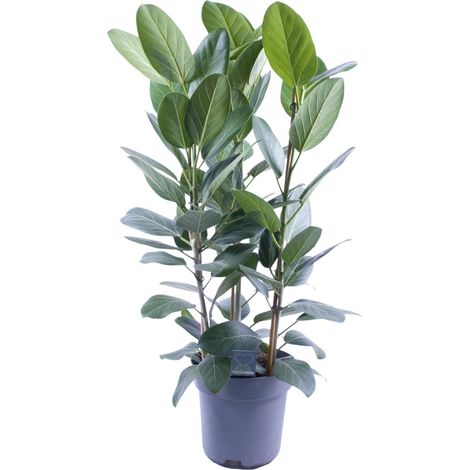 Ficus binnendijkii Amstel King Gold - Plante d'intérieur 3 tiges - Ø27 cm - H105 cm - PANGIVO (1/4)