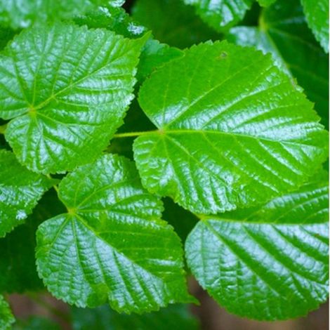 Tilleul à grandes feuilles (Tilia platyphyllos)