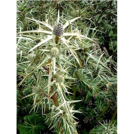 Panicaut, Chardon variifolium Godet de 8/9 cm (1/4)
