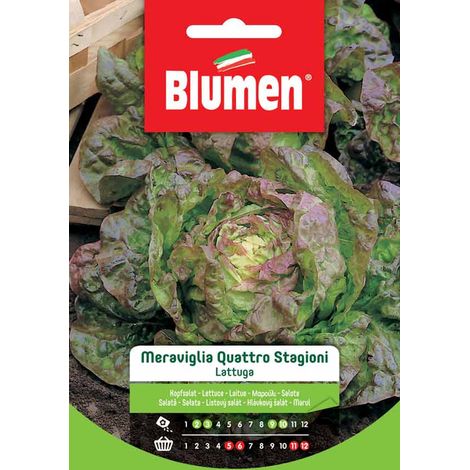 SEMI LATTUGA QUATTRO STAGIONI