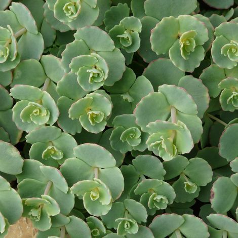 4 x Orpin de Siebold - Sedum sieboldii - godet 9x9 cm (1/4)