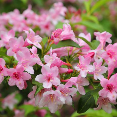 Weigela carnaval - Weigela carnaval 50/60 cm Pot 3L