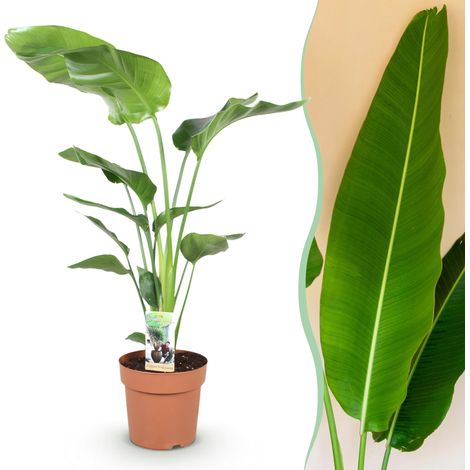 Strelitzia Nicolai Plante d'intérieur Oiseau de Paradis Blanc Pot 21 cm Hauteur 110-120 cm - PANGIVO (1/5)