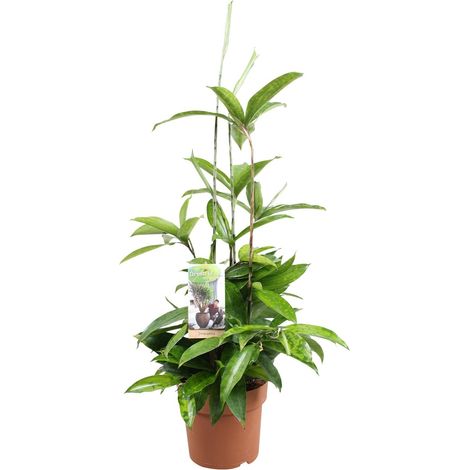 Dracaena Surculosa Plante d'Intérieur Dépolluante et Décorative - Ø17cm - 55cm - PANGIVO (1/4)