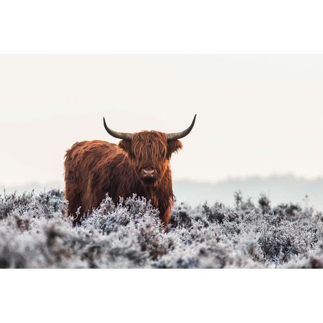 Tableau animaux & nature | Tableau vache des Highlands pour déco salon | Tableau sur toile idéal couloir & bureau 0,7 x 0,5 m (1/2)