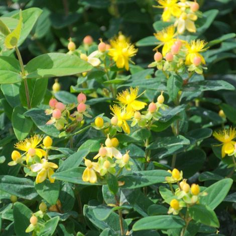 Millepertuis Magical® Red Fame 'kolmaref', Hypericum/Pot de 3L - 40/60 cm