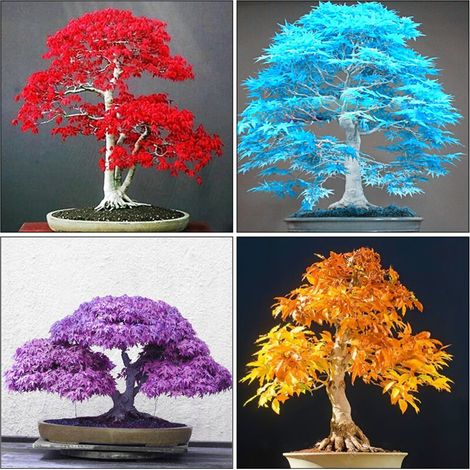 20 Graines Érable - Bonsaï Érable Bleu Japonais - Facile à Cultiver - Pour Intérieur et Extérieur - Taille Moyenne à Grande (1/5)