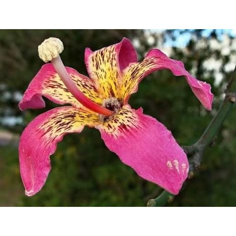 Ceiba speciosa (Silk Floss Tree) 3 talee/cuttings rosa/pink