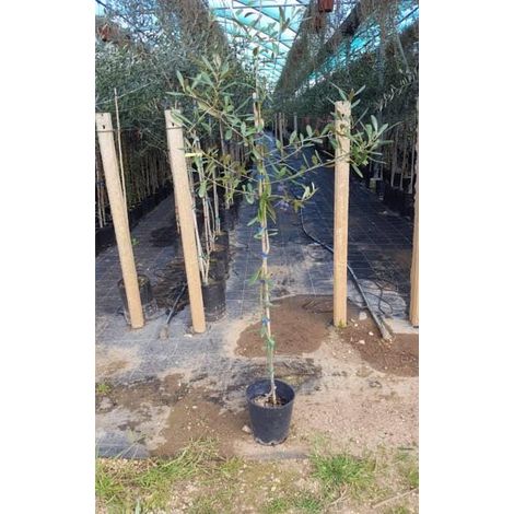 1 plant /tree (approx 1m) - olea europea (grossa di spagna) olive