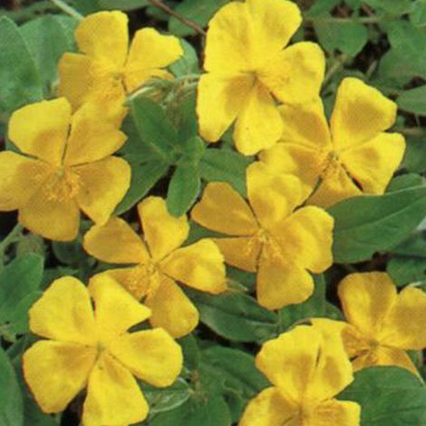 4 x Hélianthème  - Helianthemum 'Golden Queen'  - godet 9x9 cm
