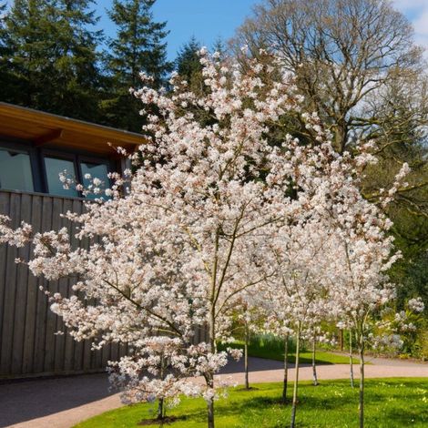 Pépinières Naudet – Amélanchier du Canada – Arbre à fleurs blanches – Hauteur à maturité 5m – Période de floraison au printemps