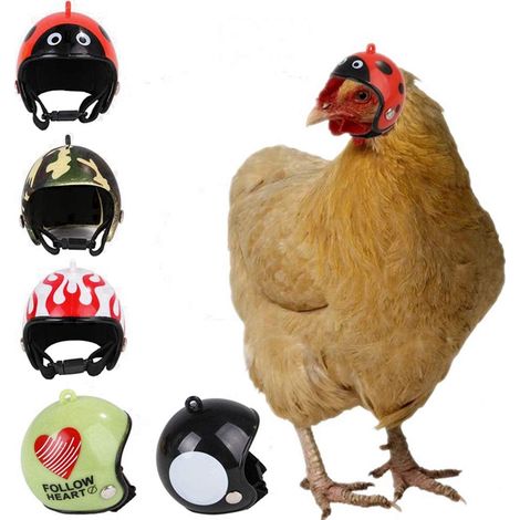Casque pour poule le plus vendu – Casque de sécurité/accessoire amusant (style coccinelle) pour poules (1/4)