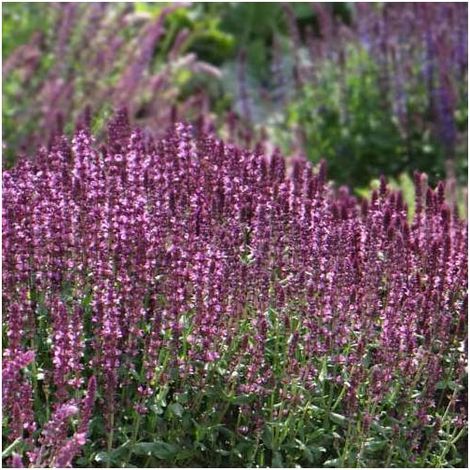 Sauge des bois New dimension Rose/Godet - 5/20 cm (1/2)