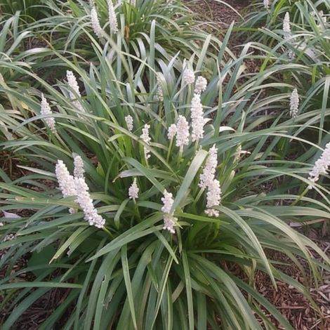 Liriope muscari Monroe White/Lot de 3 godets (1/5)