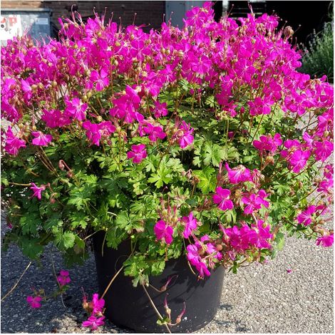 Géranium vivace Intense®/Lot de 3 godets