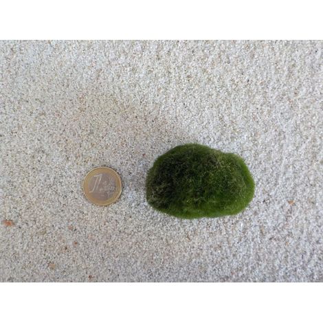 Aquarium Pflanze Mooskugel L 4-7cm Aquariumpflanze Algen Reinigung