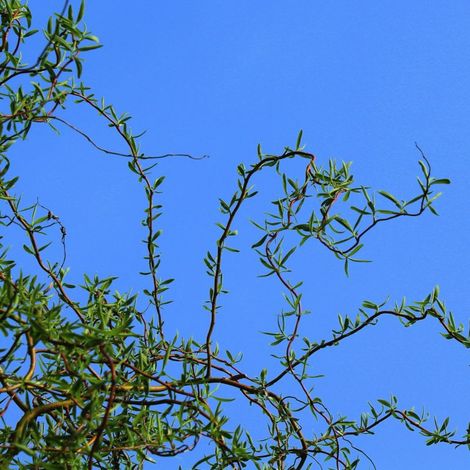 Saule de Babylone tortueux (Salix babylonica f. tortuosa)