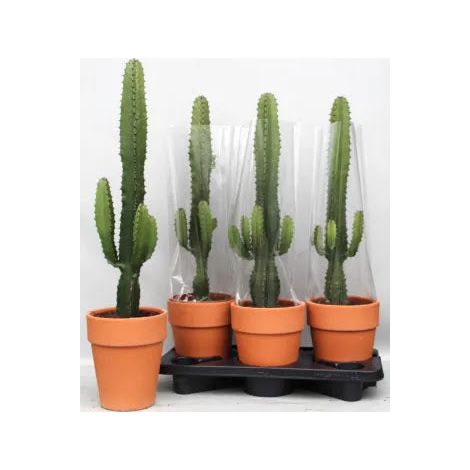 Gardenaria Euphorbia acrurensis - Pianta da interno ornamentale - Altezza: 75 cm (vaso 17) (1/5)