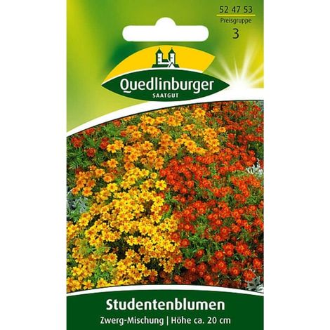 Quedlinburger Studentenblumen Zwerg-Mischung - Blumensamen (1/2)