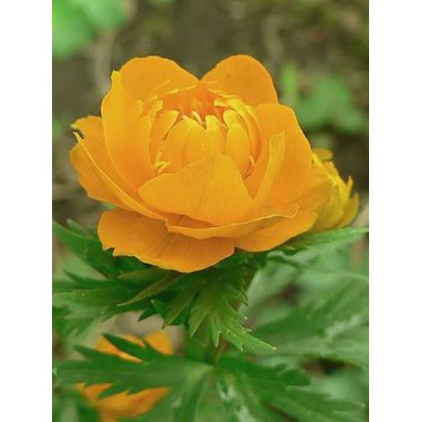 Trollius asiaticus Godet de 8/9 cm (1/2)