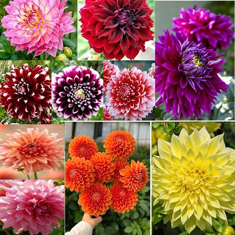 Mélange de graines de dahlias (400 graines) : graines de dahlias horticoles vivaces rares, variétés traditionnelles non OGM, pour embellir votre jardin (1/4)