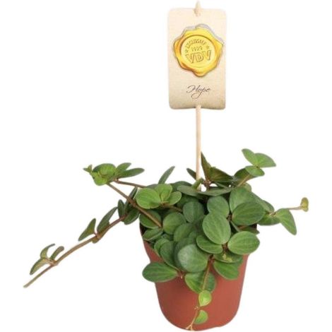 Peperomia Hope Plante d’Intérieur Feuillage Succulent Décoratif Pot 12 cm Hauteur 15 cm - PANGIVO (1/4)