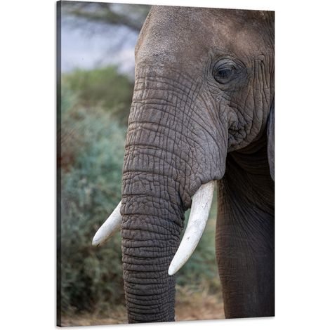 Stampa su tela "Animali: Zanne di elefante sulla proboscide" 60x90 cm