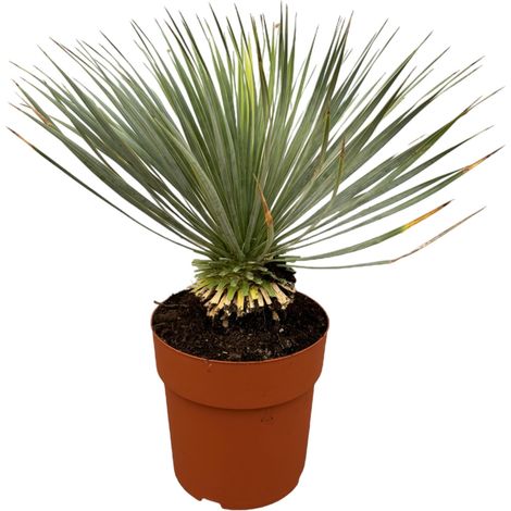 Yucca Rostrata sur Tronc - Plante Méditerranéenne Décorative Bleu-Gris - 70 cm - Ø27 cm - PANGIVO (1/4)