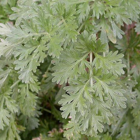 4 x Absinthe - Artemisia absinthium - godet 9x9 cm (1/4)