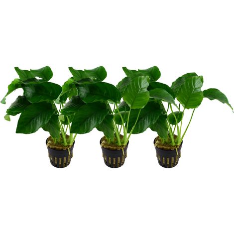 Aquarium Pflanze 3 Stück Anubias barteri var.barteri Wasserpflanze Topf Nr.301A Set