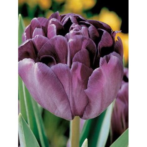 Tulipe double tardive 'Blue Diamond' Bulbe calibre 11+ (par 10)