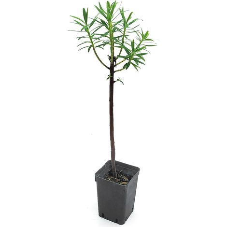 Euphorbia dendroides - euforbia arborea - vaso quadro 7x7x10 cm (1/2)