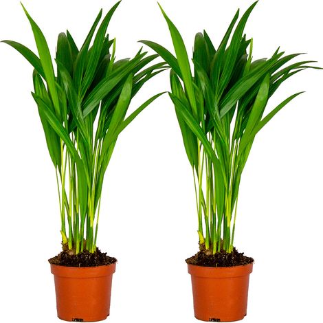 Bloomique - Lot de 2 - Dypsis Lutescens - Palmier Areca - Plantes d’intérieur - Dépolluante - Sans danger pour les animaux - Hauteur 20-30 cm - Pot 10,5 cm