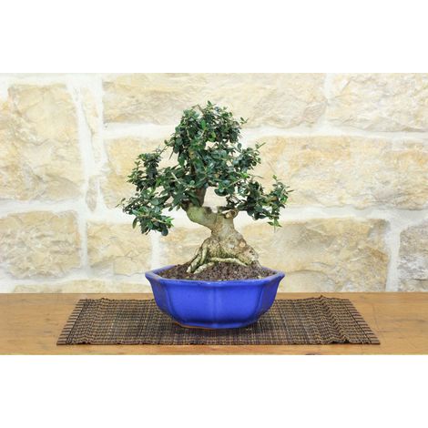 Bonsai di Olivastro (276)
