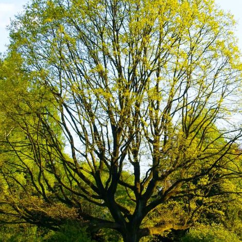 Pépinières Naudet – Chêne sessile – Arbre caduc de 20m – Feuillage dense vert – Bois durable pour menuiserie – Favorise la biodiversité (1/4)
