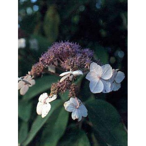 Hortensia villosa Pot de 3L/4L (1/5)