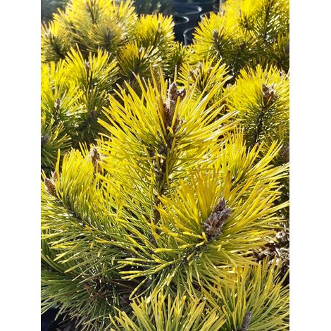 Pin de montagne 'Golden Glow' Pot de 3L/4L