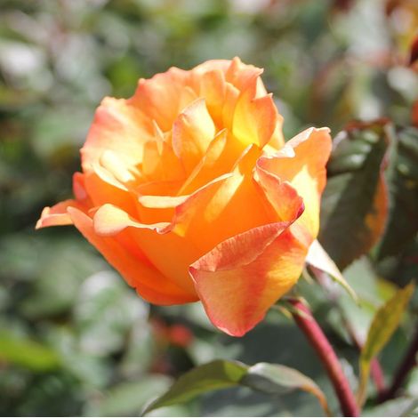 Gardenaria Rosa 'Whisky' - Rosa da giardino - Altezza: 30/40 cm (vaso22) (1/3)
