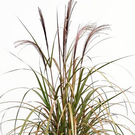 Gardenaria Miscanthus sinensis 'Brazil' - Graminacea ornamentale da esterno - Altezza: 60 cm (vaso 17)