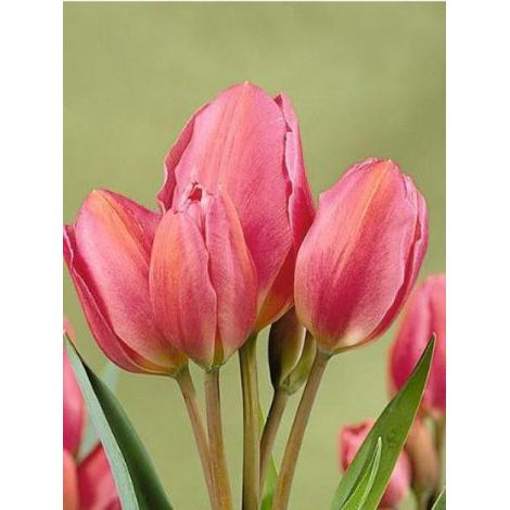 Tulipe pluriflore 'Happy Family' Bulbe calibre 12+ (par 10) (1/2)