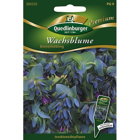 Quedlinburger Saatgut – Cérinthe « Bienenliebling » – Graines de fleurs, fleurs bleues, hauteur env. 60 cm
