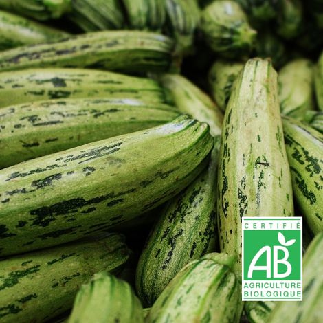 Graines de Courgette Greyzini HF1 - Sans traitement - Vilmorin/Sachet